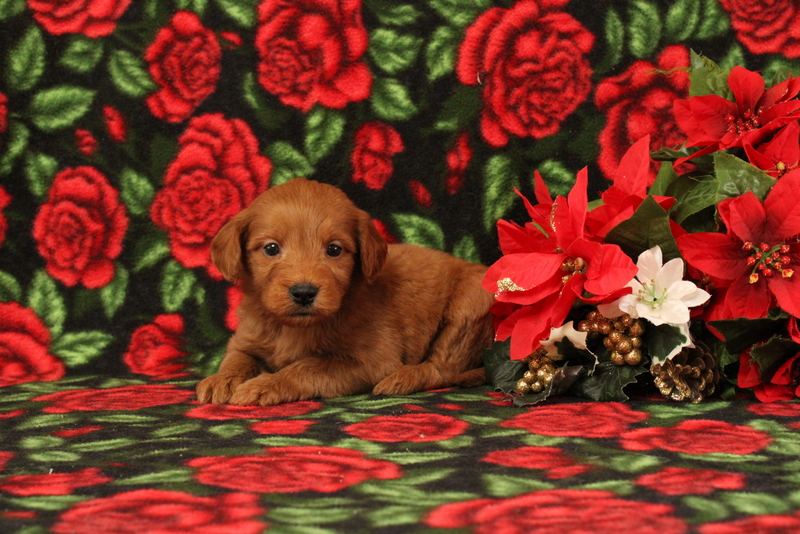 puppy, for, sale, Mini Goldendoodle F1, Matthew B. Stoltzfus, dog, breeder, Gap, PA, dog-breeder, puppy-for-sale, forsale, nearby, find, puppyfind, locator, puppylocator, aca